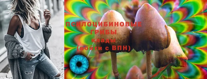 цены   Разумное  Галлюциногенные грибы Cubensis 